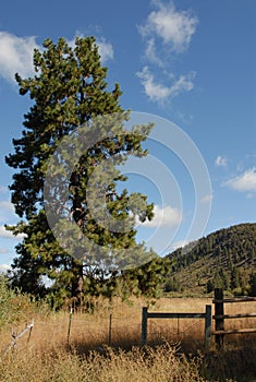 The Mighty Ponderosa Pine