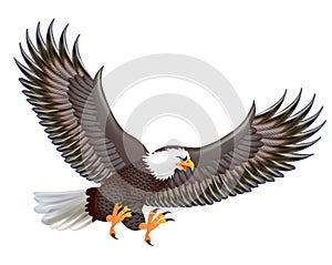 mighty predator eagle in flight on