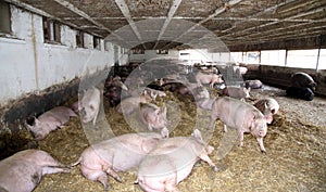 Mighty pregnant pig sows laying in the barn photo