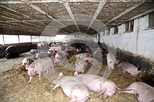 Mighty pregnant pig sows laying in the barn