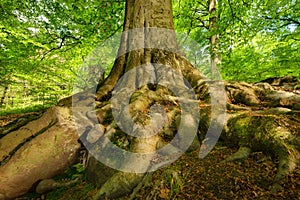 Mighty roots of a majestic beech tree