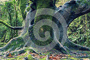 Mighty roots of a majestic old beech tree in a deciduous forest with beautiful light