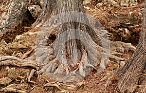 Mighty roots of a majestic old tree