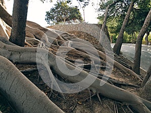 The mighty roots of the tree entangle the slope of the hill