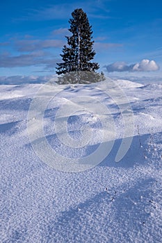 Mighty, solitary spruce behind hilly, crystalline snowfields. Blue sky with white clouds