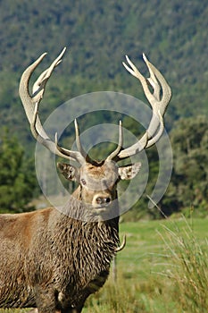 Mighty stag