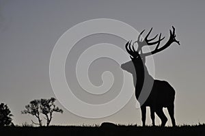 Mighty stag photo