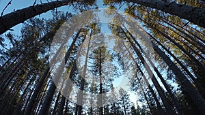 Mighty tall pine tree forest in autumn catching cold breeze