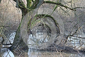 mighty Tree defies the Flood