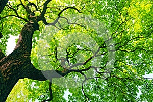 Mighty tree with green leaves