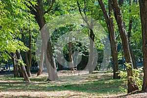 Mighty Tree Trunks Form a Kind of Dance On One of the Lawns in The Park Area