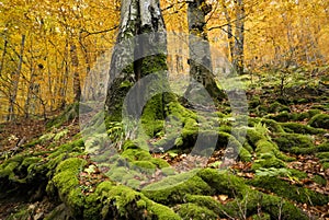 Mighty trees in autumn