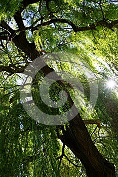 Mighty weeping graze in a steep perspective in the back light