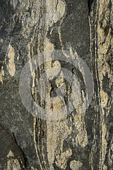 Migmatite. Texture.