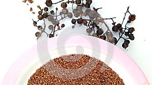 Mignonette lawsonia inermis seeds