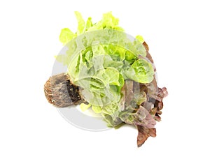 Mignonette Lettuce