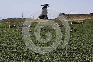 Migrant Farm workers earning a living working the strawberry fields