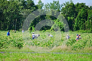 Migrant farm workers in the field