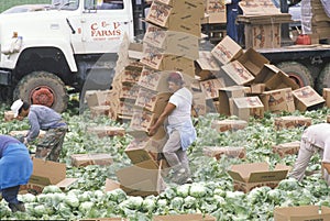 Migrant farm workers harvest