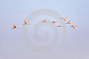 Migrant Flock of Roseate Spoonbills