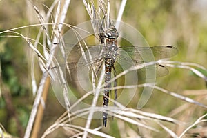 Migrant Hawker