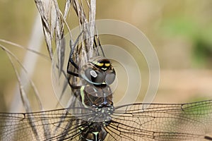 Migrant Hawker