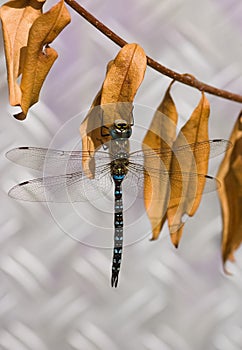 Migrant Hawker