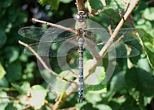 Migrant hawker Aeshna mixta