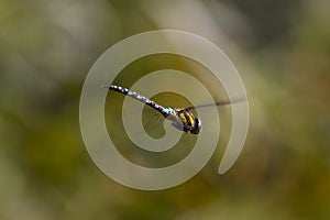 Migrant Hawker Aeshna Mixta Dragonfly in flight