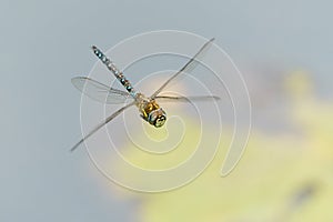 Migrant hawker (Aeshna mixta) dragonfly in flight over a pond