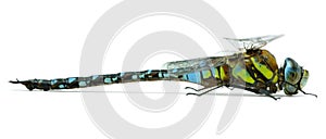 Migrant Hawker dragonfly photo