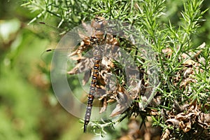 A Migrant Hawker Dragonfly Aeshna mixta perched on a Gorse bush.