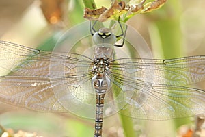 A Migrant Hawker Dragonfly Aeshna mixta perched on a plant.