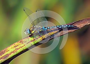 Migrant Hawker Dragonfly - Aeshna mixta at rest.