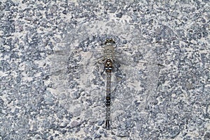 Migrant Hawker dragonfly, Aeshna mixta, resting on stony path