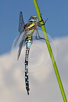 Migrant Hawker Dragonfly side view