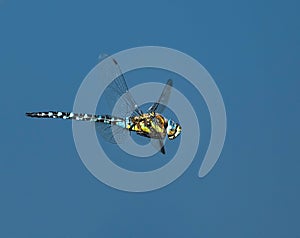 Migrant hawker in Flight