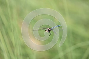 migrant hawker flying over a swamp in summer