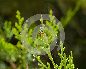Migrant Spreadwing