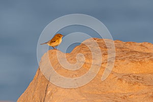 A migrant Willow Warbler, Phylloscopus trochilus, UK.