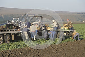 Migrant workers harvest crops