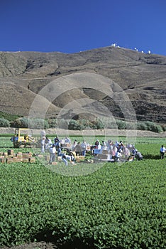 Migrant workers harvest crops