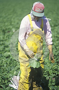 Migrant workers harvest crops