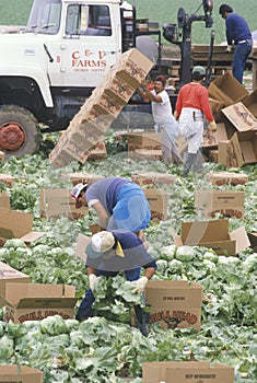 Migrant workers harvest crops in San Joaquin Valley