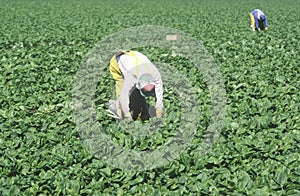 Migrant workers harvest crops in San Joaquin Valley