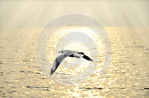 Migrate seagull in sunset. photo