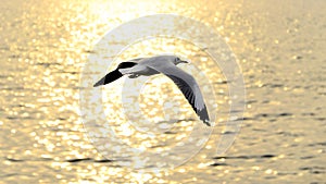 Migrate seagull in sunset. photo