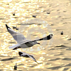 Migrate seagull in sunsets. photo