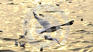 Migrate seagull in sunsets. photo