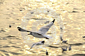 Migrate seagull in sunsets. photo